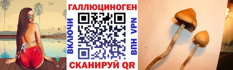магазин продажи   Сим  Галлюциногенные грибы Psilocybine cubensis 